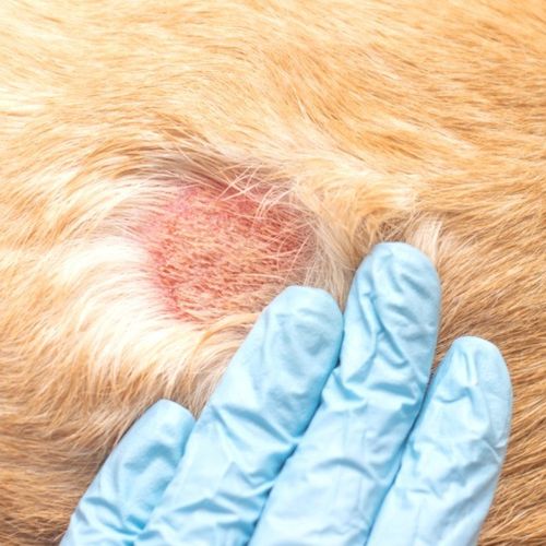 Furvita Antiseptic Spray for Dogs Cats 500ml | Wound Care | Itchy Skin Relief |  — image 5