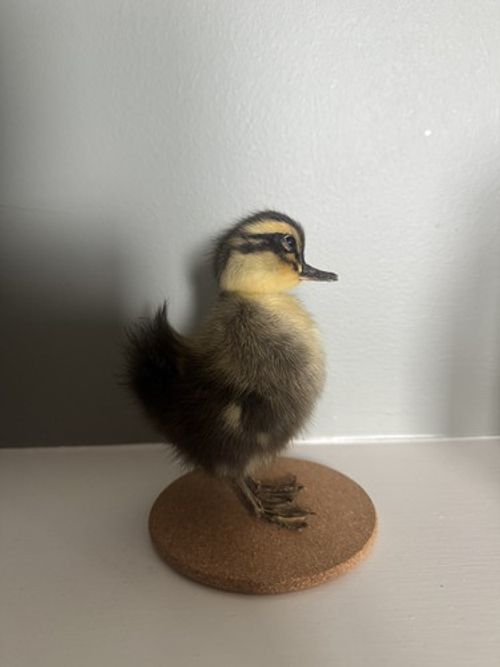 Taxidermy Cute Fluffy Duckling - Gift quirky home decor collectable on stand 