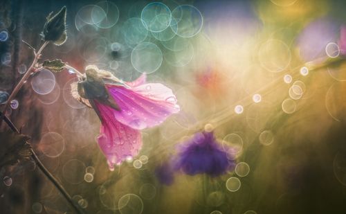 Sony E Fit Pentacon 50mm 1.8 Lens With MEGA Bubble Bokeh Modification! — image 1