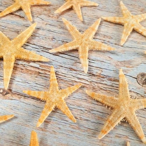 Natural Beach Shells Seashells Starfish Conch Cockle Art Craft Shell Stash Packs