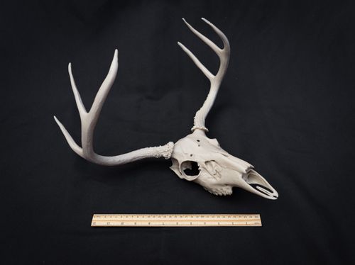 Life Size Deer Skull Replica Kit – Realistic 3D Printed Deer Skull Bone Display — image 11