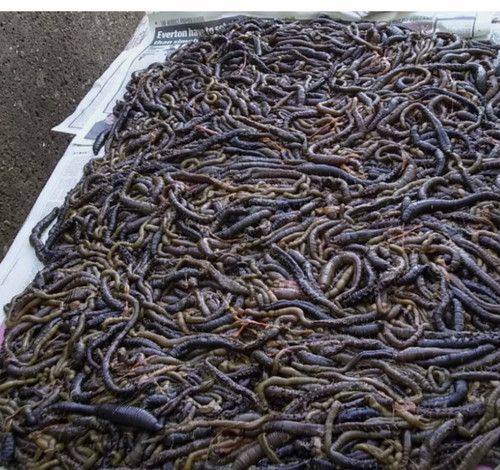 250g  2nd Grade SALTED PRESERVED Lug worm Sea Fishing Lure Bait Beach Boat