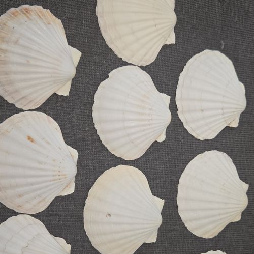 White Scallop Seashells Craft Shells Lot for Shellcraft Crafts — image 2