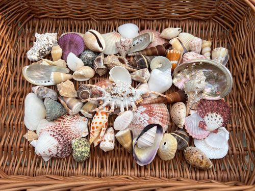 Bulk Pack 80 Mixed Seashells 2-10cm – Natural Craft Shells, Beach Crafts — image 1