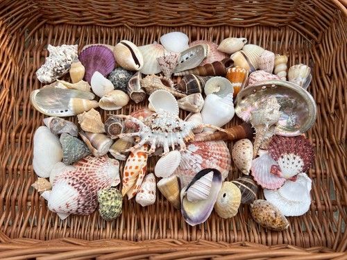 Bulk Pack 80 Mixed Seashells 2-10cm – Natural Craft Shells, Beach Crafts