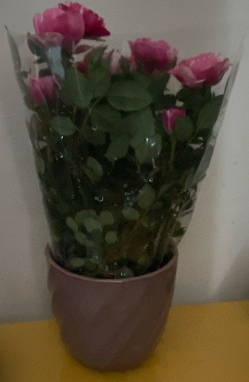 Indoor Rose In Ceramic Pot — image 1