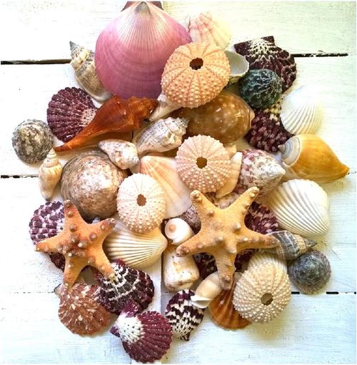50 Assorted Mixed Seashells 2 Starfish 4 Urchins Quality Shell Selection — image 1