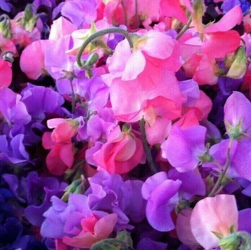Sweet Pea Flower Seeds  - Heaven Scent Mixed  Royal Family- 40 Seeds to 1kg