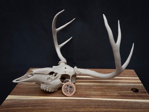Life Size Deer Skull Replica Kit – Realistic 3D Printed Deer Skull Bone Display