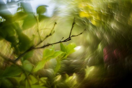 Sony E Fit Helios 44M Lens Petzval Modification Dreamy Swirly Bokeh Angel Wing — image 3
