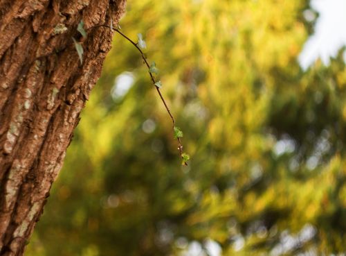 Fuji X Fit Lens Helios 44-2 Helios 44-2 58mm Swirly Bokeh Portrait Art Dreamy — image 6