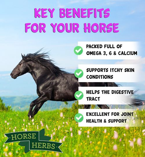 Horse Herbs Turmeric PLUS 1kg | Feed Supplement for Horses & Ponies, Equine Care — image 5