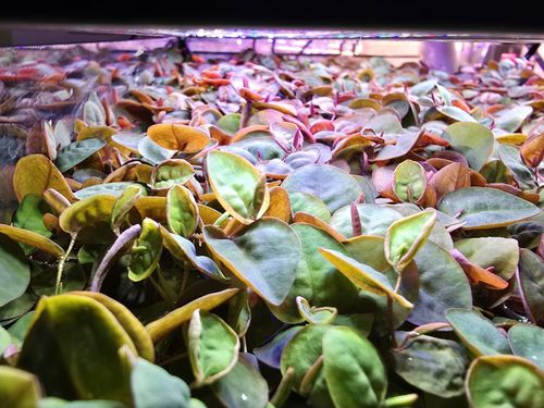 🌿100x Red Root Floater Phyllanthus fluitans Live Floating Aquarium Plant leaves — image 9