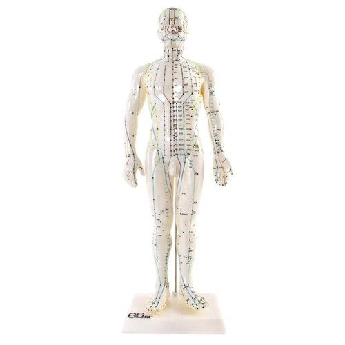 66fit™ Male Acupuncture Model - 50cm - Pressure Point and Meridians