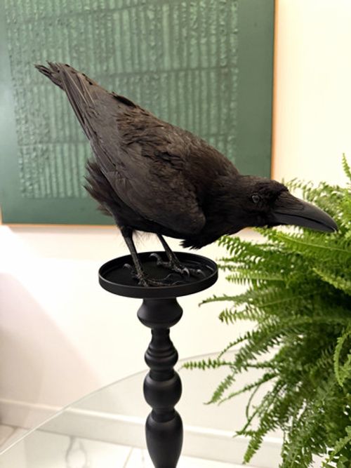 Taxidermy Corvid Crow on Black Pedestal Halloween Horror Gothic