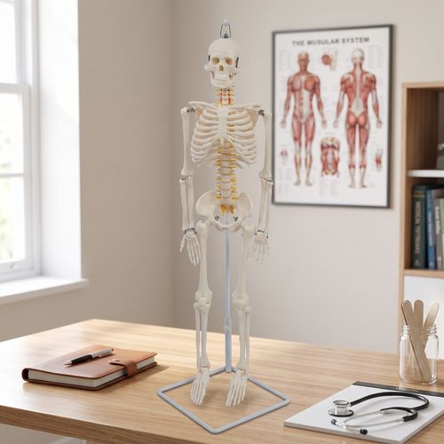 Skeleton Model with Stand Hanging Anatomy Model Freestanding for Doctors — image 4