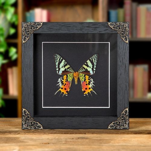 Sunset Taxidermy Moth in in Baroque Style Frame — image 1
