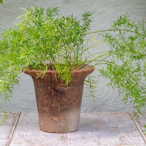 Rustic Terracotta Plant Pot, Frill Edge Pie Crust Clay Pot, Garden Herb Planter