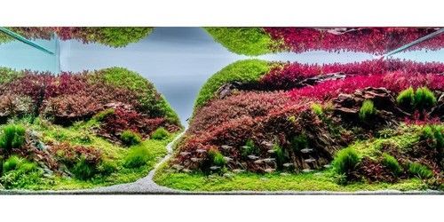 Live Aquarium Plants 100 Collection Of Aquatic Plants For Your Fish Tank
