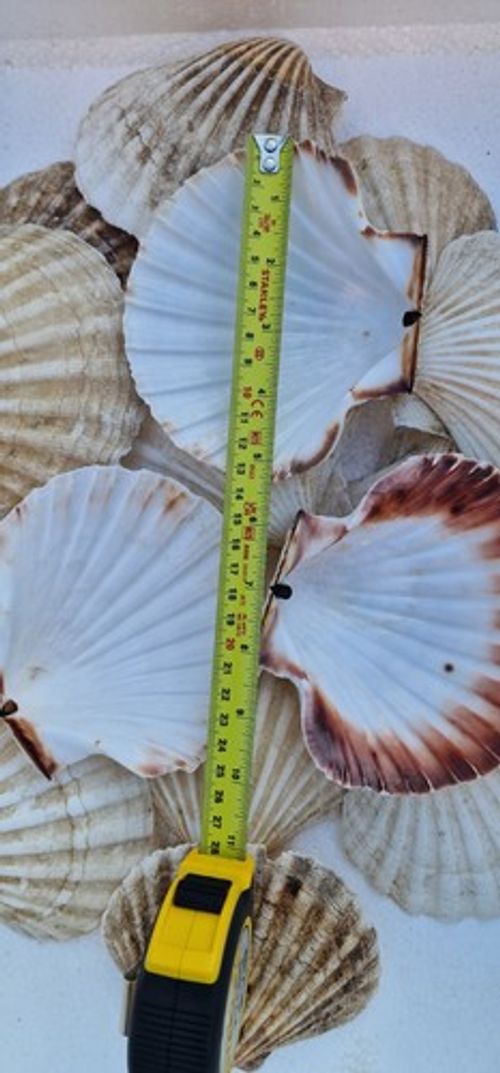 XL Scallop Shells Pack of 50 Natural Sea Shells for Crafts Decor
