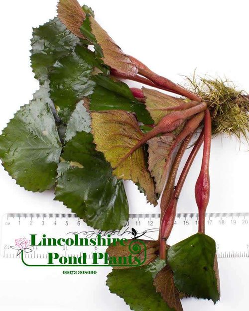 Trapa natans (Water Chestnut) - Live Aquarium Floating Plant — image 1