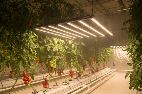 Maxibright Varidrive 3.0umol 720W LED Grow Light Full Spectrum Better Than Omega — image 8