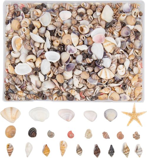 1000 PCS Mini Sea Shells Small Starfish Mixed, 20 Kinds of Tiny Seashells Bulk f — image 2