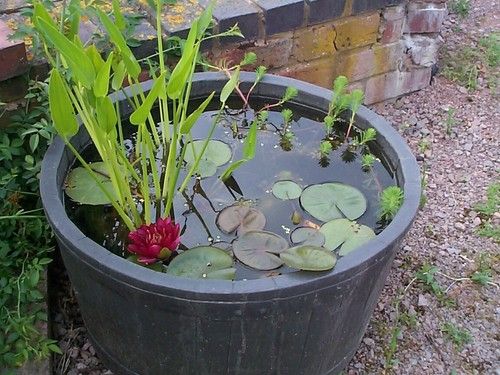 Small Water Feature Value Pack - Water Lilies Aquatic plants lily fish ponds koi