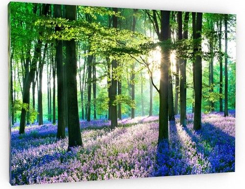 BLUEBELL WOODLAND CANVAS PICTURE PRINT FRAMED WALL ART FRAMED HOME DECOR