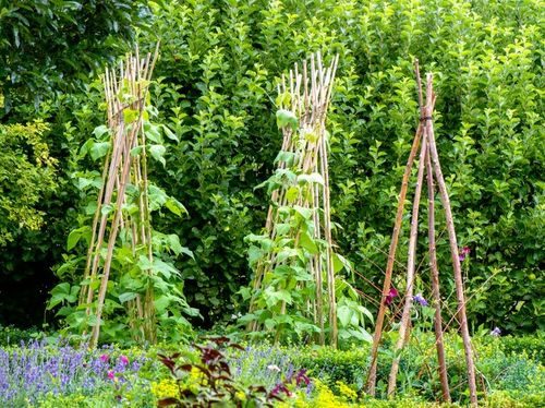 Bamboo Canes Plant Support Garden Cane Thick Strong Stick 2FT 3FT 4FT 5FT 6FT — image 4
