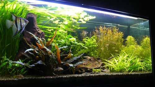 Black Aquarium Gravel Fish Tank Terrarium Sand Plant Soil Substrate 30kg 3-5mm — image 10