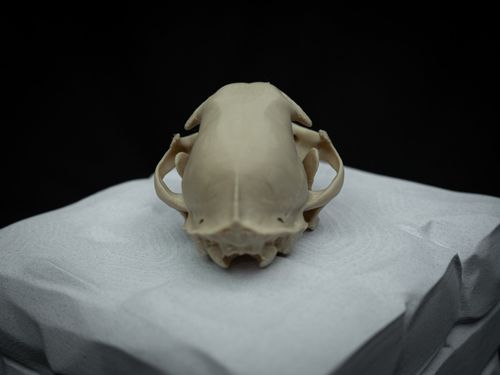 Life Size Bobcat Skull Replica – Realistic 3D Printed Bone Model Display — image 10