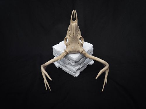 Life Size Deer Skull Replica Kit – Realistic 3D Printed Deer Skull Bone Display — image 6