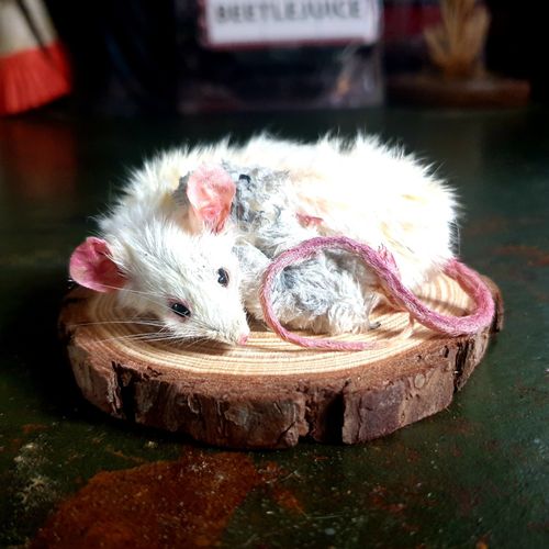 Taxidermy Mouse Cuddling Teddy — image 4