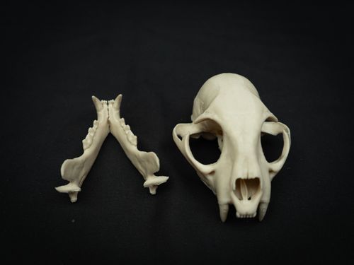 Life Size Bobcat Skull Replica – Realistic 3D Printed Bone Model Display — image 5