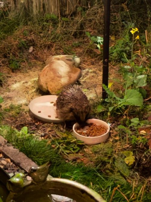 Ceramic Hedgehog Food Bowl – Low Profile Non Tip – Durable, Weather Resistant — image 3