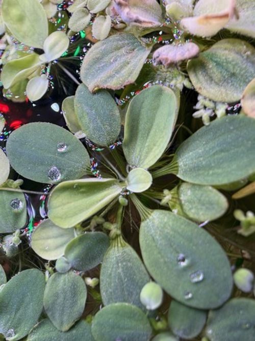 Live Water Lettuce Floating Aquarium Plant for Freshwater/Tropical Tanks