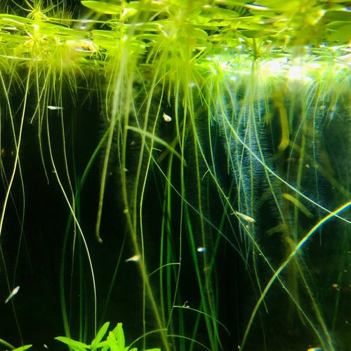 6 x Amazon Frogbit Live Tropical Lily Floating Aquarium Plants Removes Nitrates — image 6