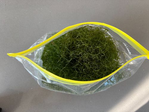 Cheatomorpha Cheato Chaeto Nitrate And Phosphate Remover — image 3