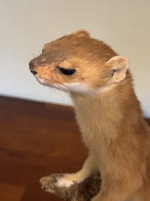 Taxidermy stoat on wooden base nice example — image 2