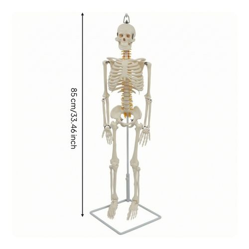 Skeleton Model with Stand Hanging Anatomy Model Freestanding for Doctors — image 10