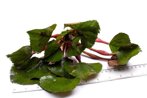 Trapa natans (Water Chestnut) - Live Aquarium Floating Plant — image 2