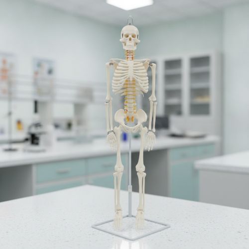 Skeleton Model with Stand Hanging Anatomy Model Freestanding for Doctors — image 8