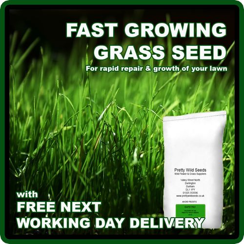 Fast Growing Rapid Lawn Grass Seed  Quick Fix Repair Pets dogs Kids 1-500kg — image 1