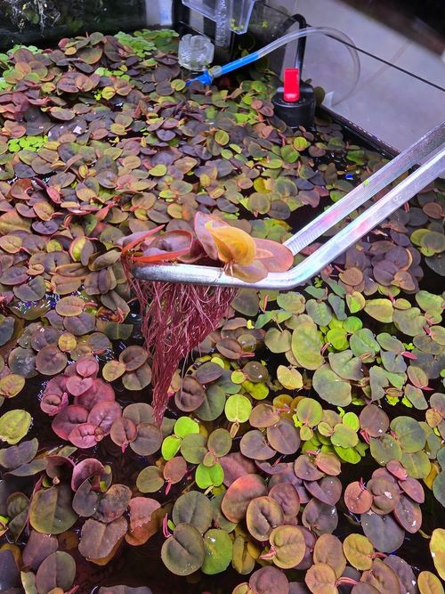 🌿100x Red Root Floater Phyllanthus fluitans Live Floating Aquarium Plant leaves — image 3