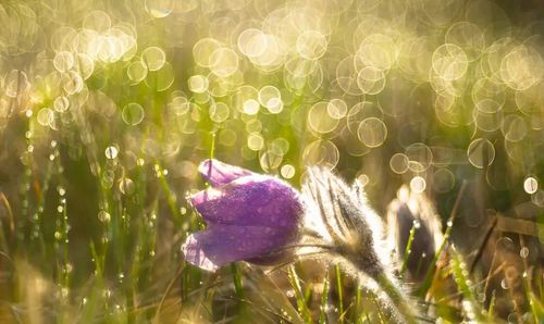 Sony E Fit Pentacon 50mm 1.8 Lens With MEGA Bubble Bokeh Modification! — image 2