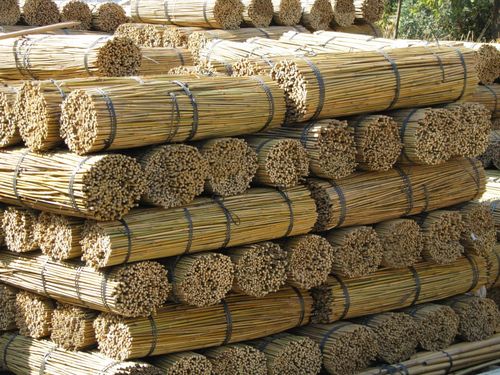Suregreen Bamboo Canes 2.4m/8ft | 14-16mm | 100 Pack — image 12