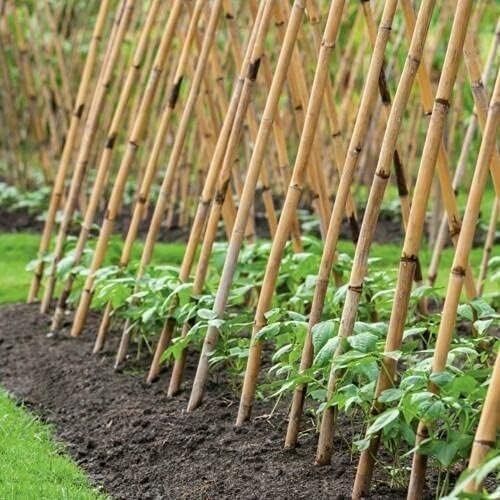 5ft Bamboo Canes Thick Garden Plant Support Sticks Pole Strong 10mm Pack 10-100 — image 2
