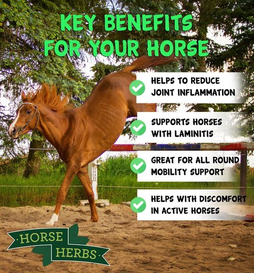 Horse Herbs Boswellia Powder 1kg - Equine Supplement Pain Relief for horses — image 4