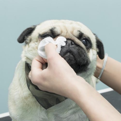 Furvita Antiseptic Spray for Dogs Cats 500ml | Wound Care | Itchy Skin Relief |  — image 9